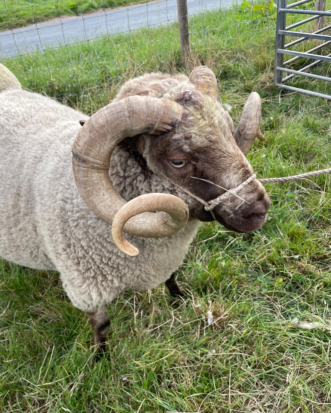For Sale Approved Stock Ram image 2