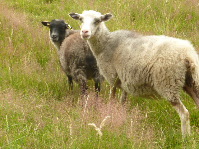 Shetlands For Sale image 1