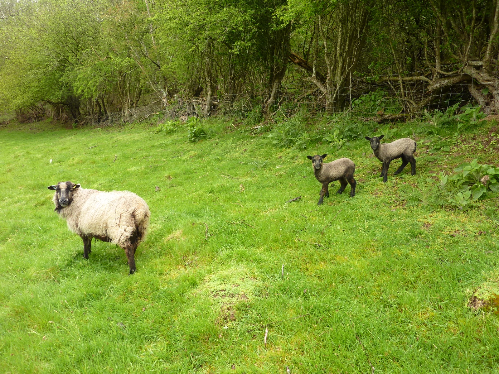 Shetlands For Sale image 3