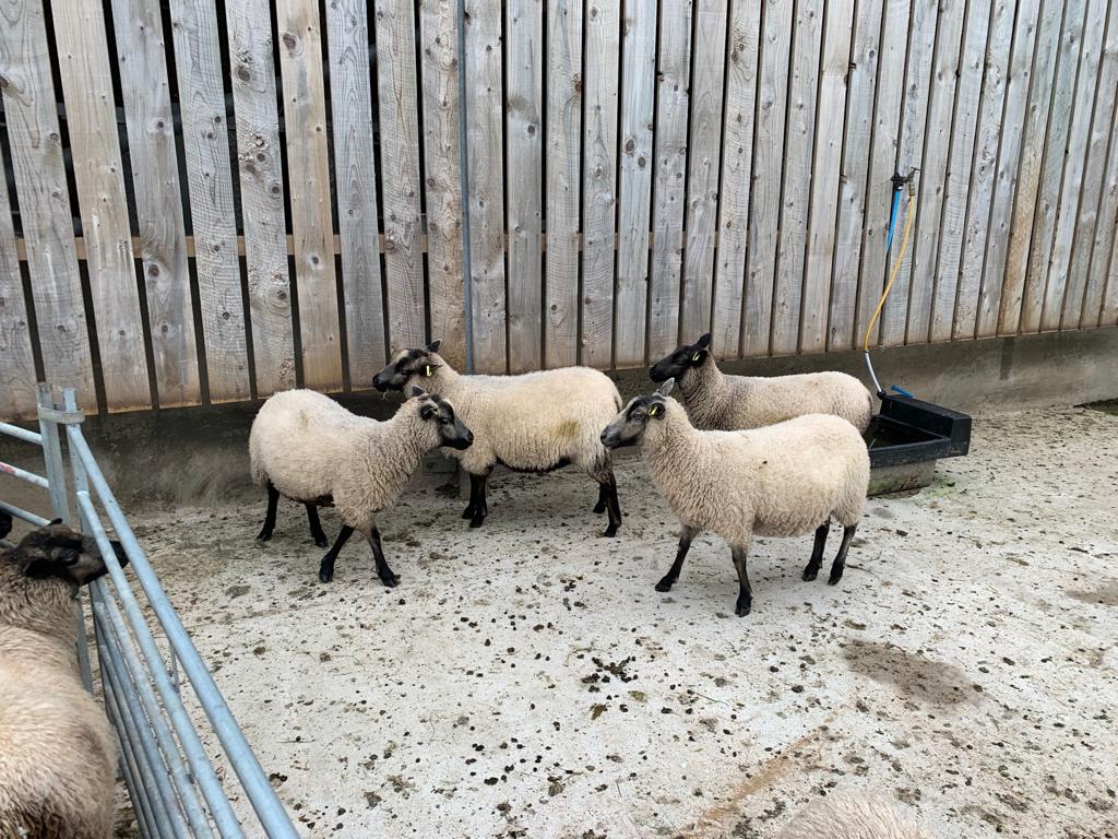 4 Shearling Ewes for sale image 1