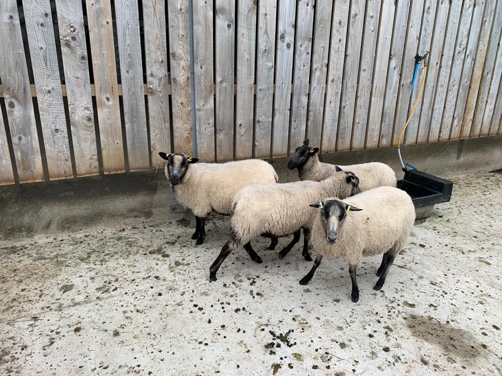 4 Shearling Ewes for sale image 2