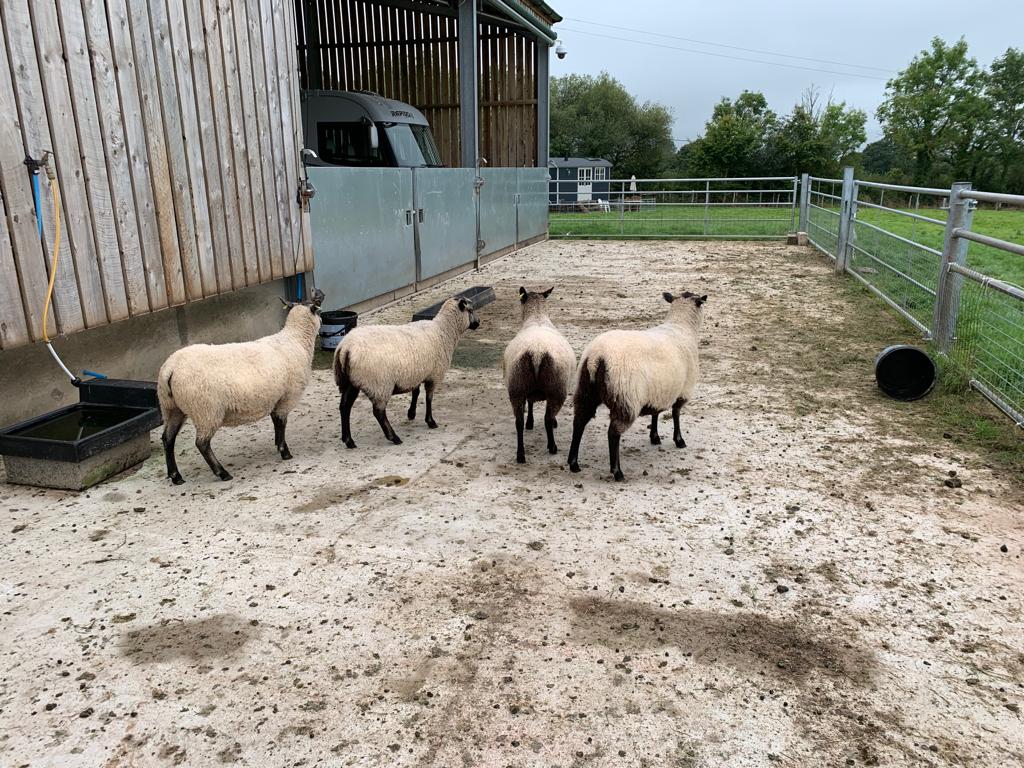 4 Shearling Ewes for sale image 3