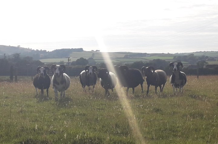 Castell Shetland Sheep Flock