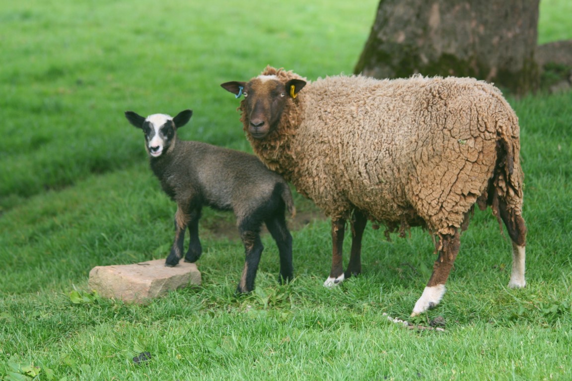 Shetland sheep, various colours & ages, Yorkshire / Lancashire border