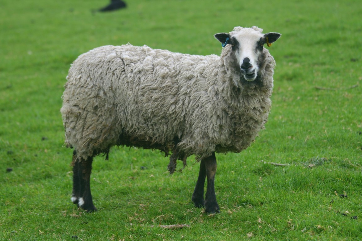 Shetland sheep, various colours & ages, Yorkshire / Lancashire border image 2