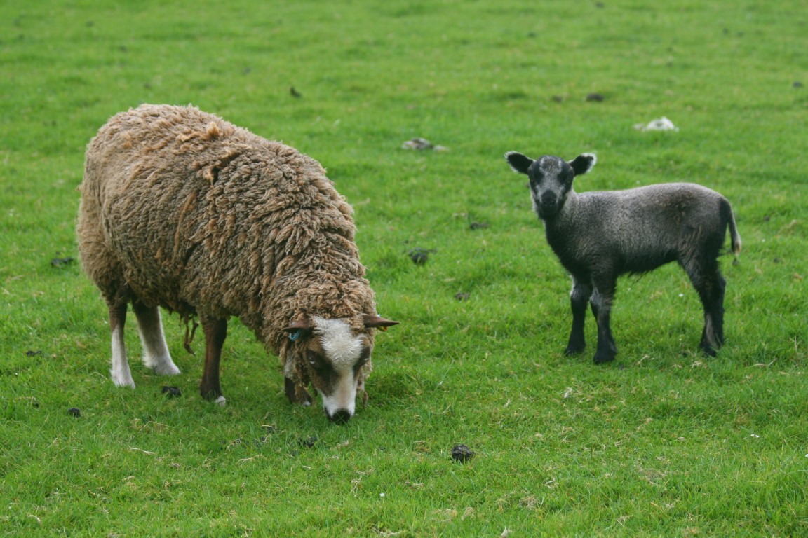 Shetland sheep, various colours & ages, Yorkshire / Lancashire border image 3