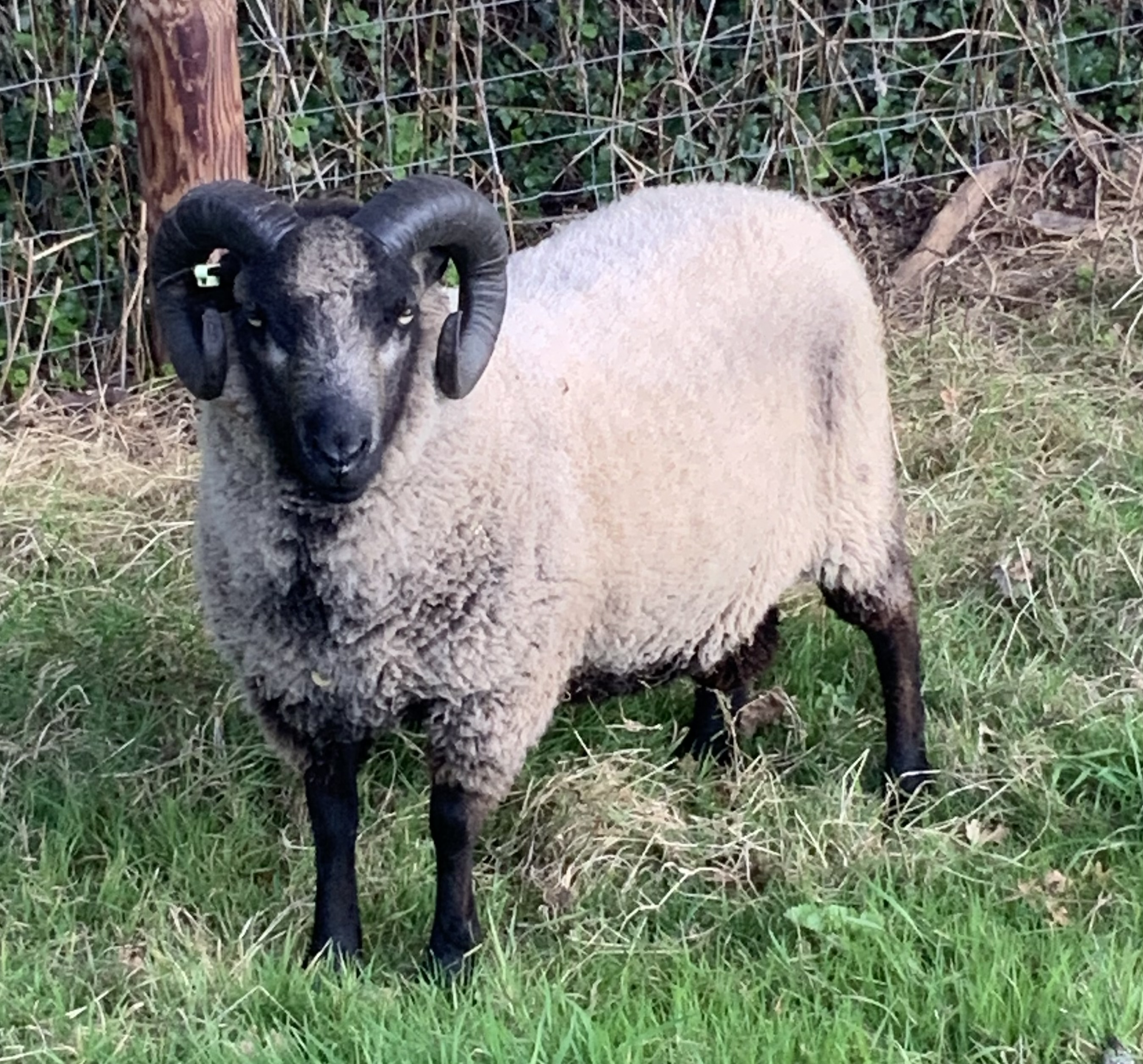 Shearling Ram for sale. | Shetland Sheep Society