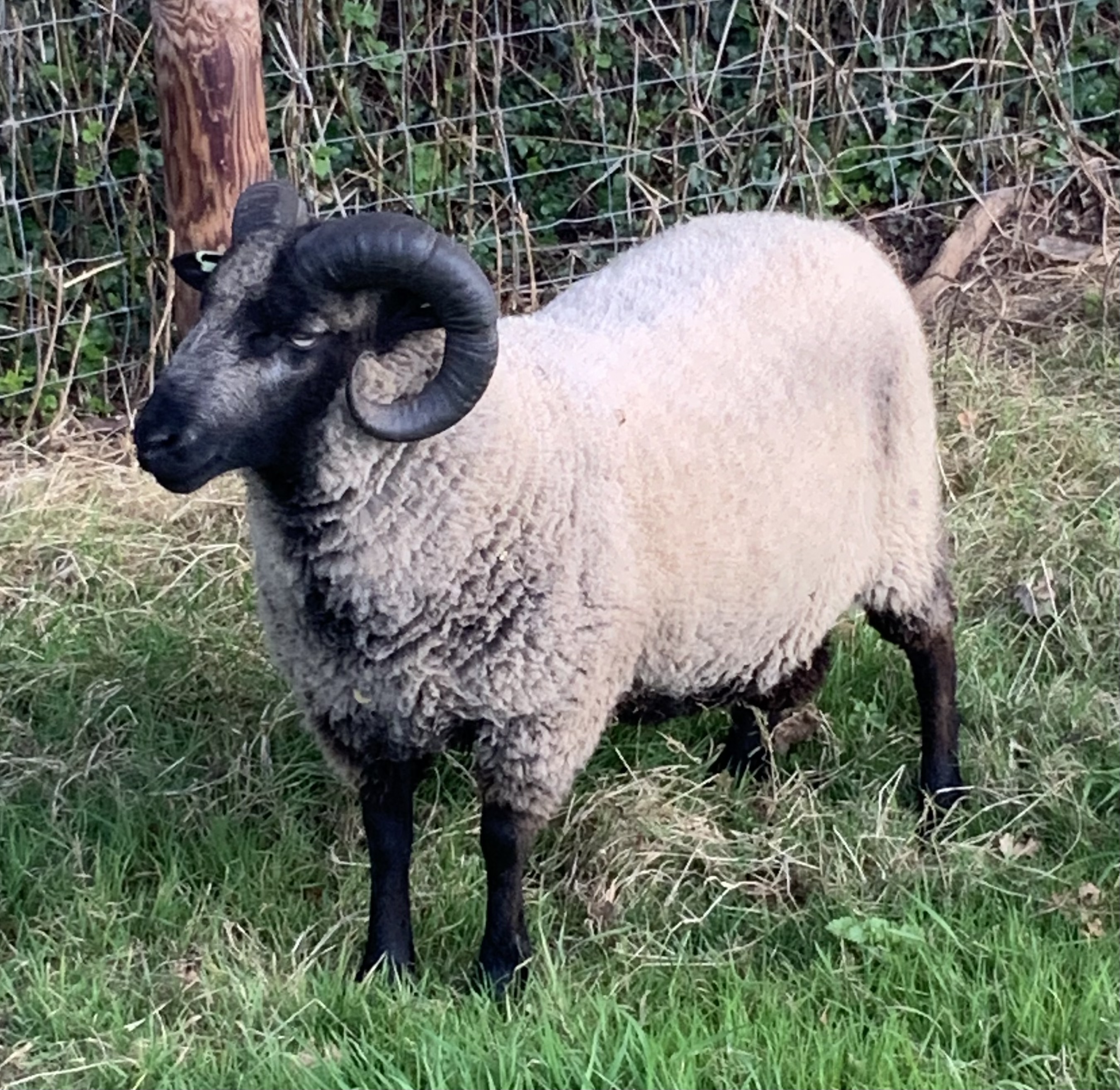 Shearling Ram for sale. | Shetland Sheep Society