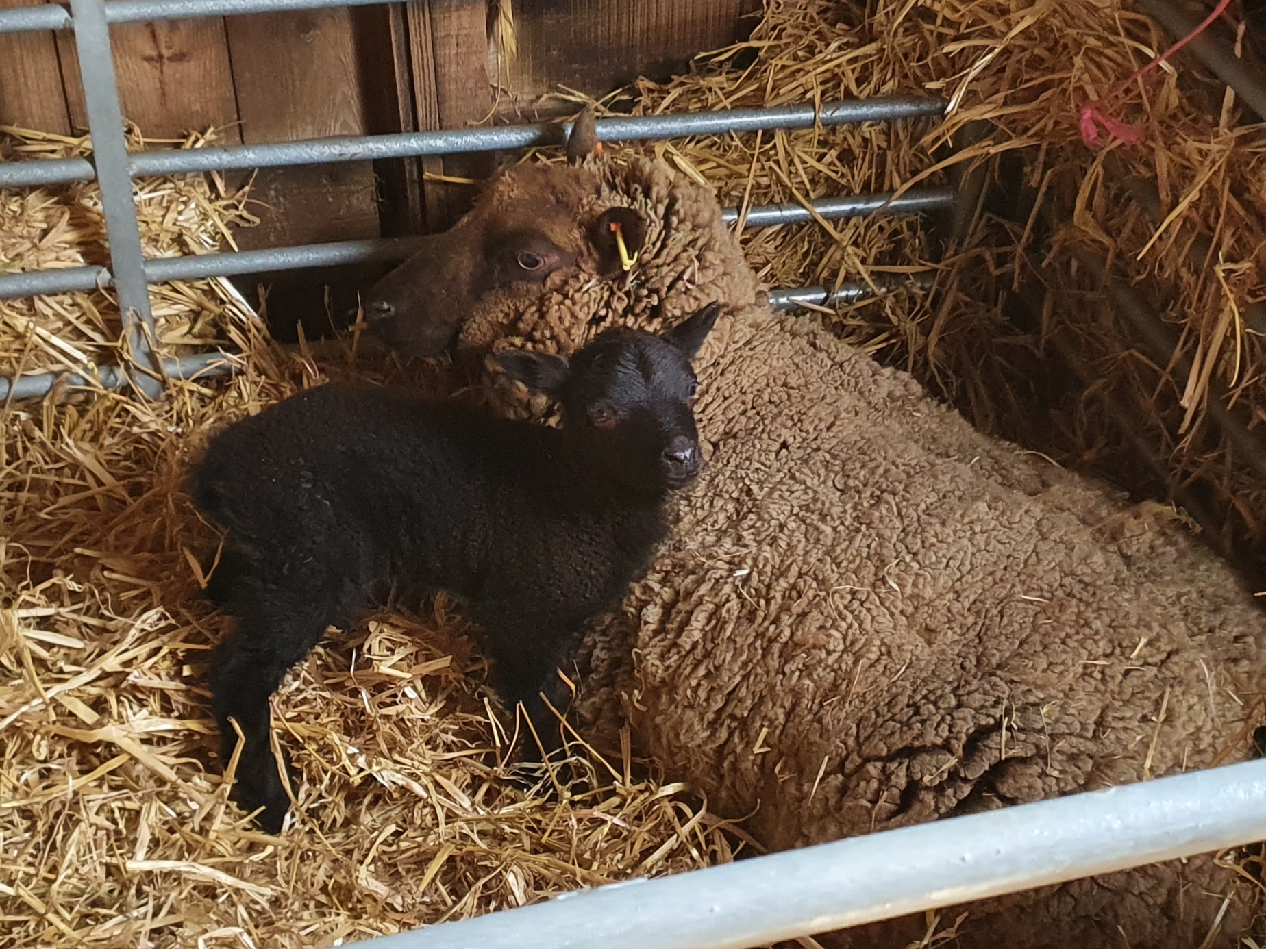 Lintz Green Flock