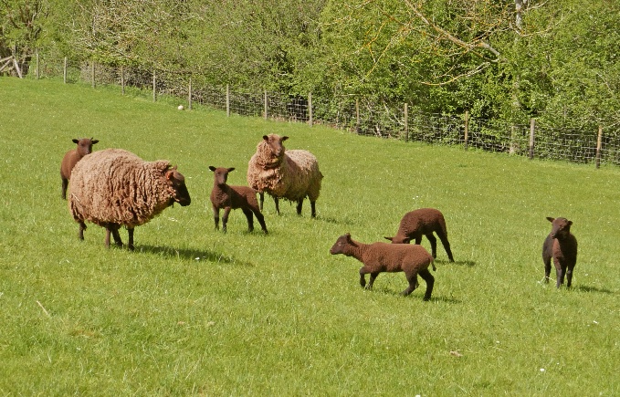 Lintz Green Flock image 2