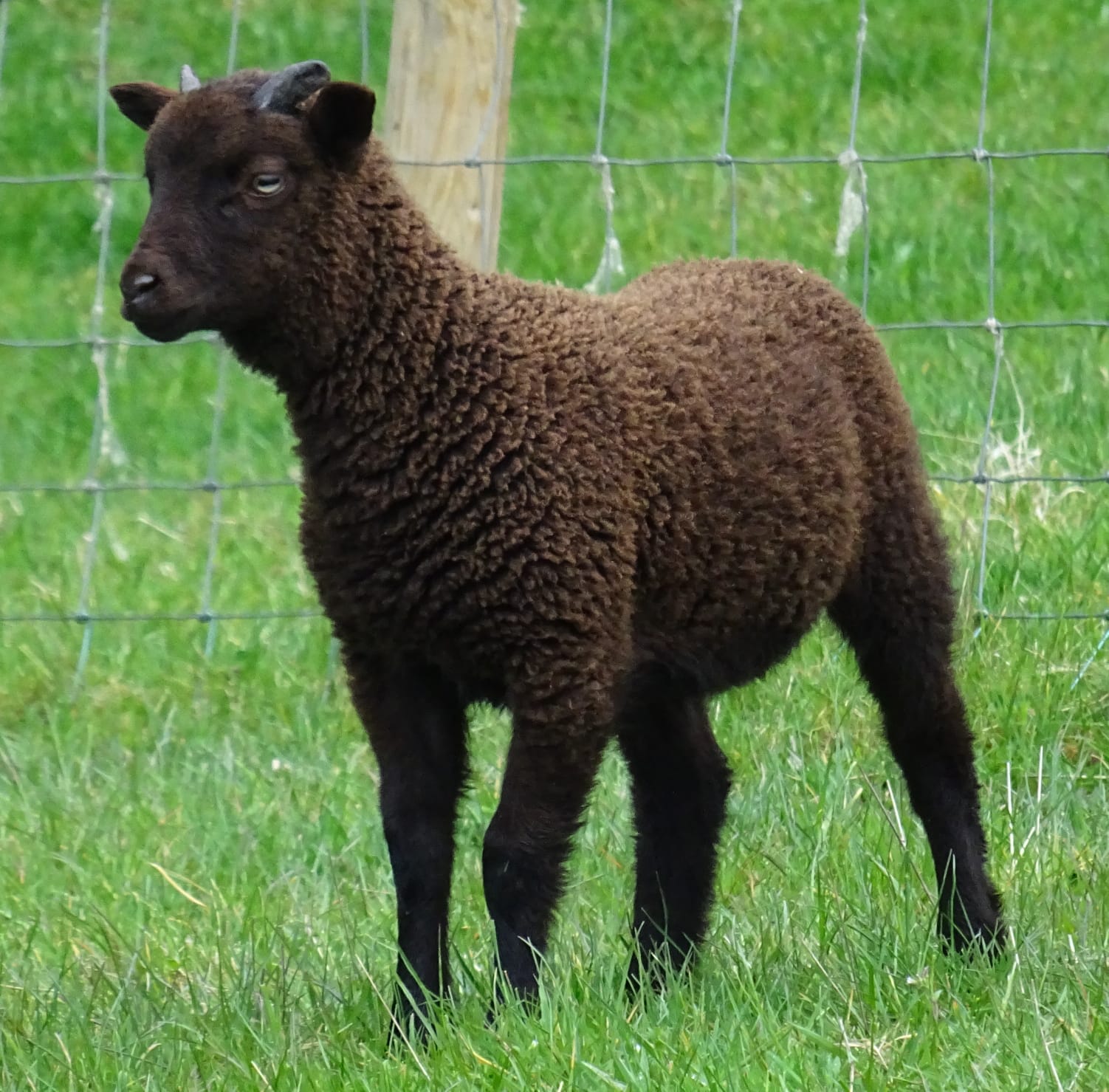 Lintz Green Flock image 3