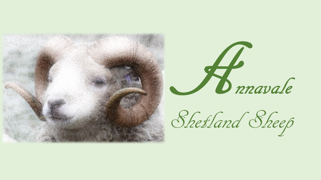 Annavale (White) Shetland Sheep image 1