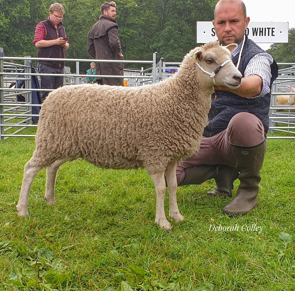 Annavale (White) Shetland Sheep image 2