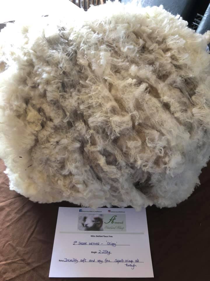 Annavale (White) Shetland Sheep image 3