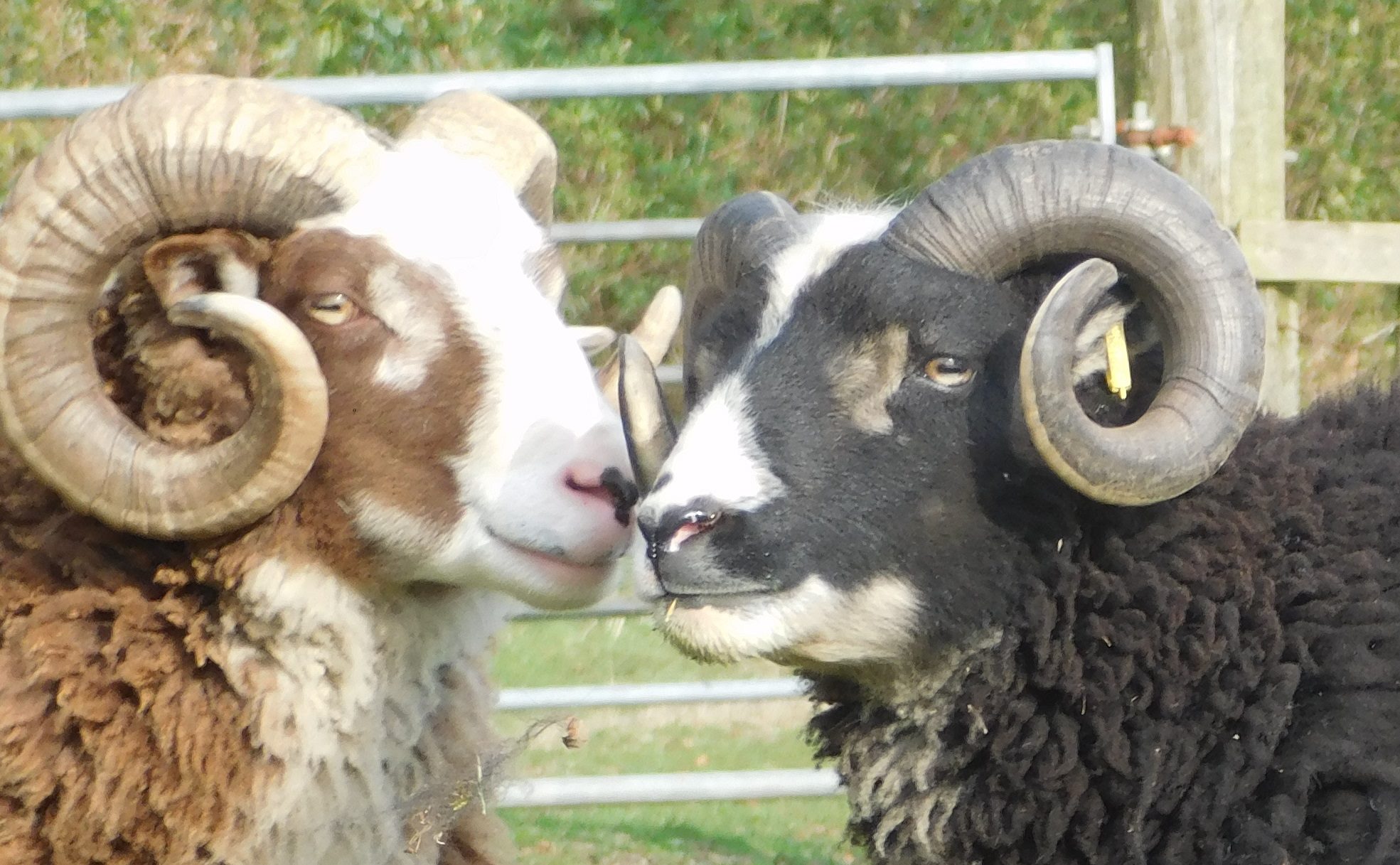 Powdermill Flock image 1