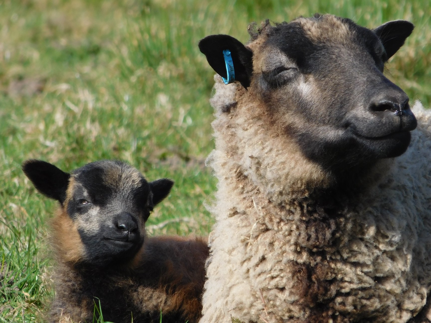 Powdermill Flock image 2