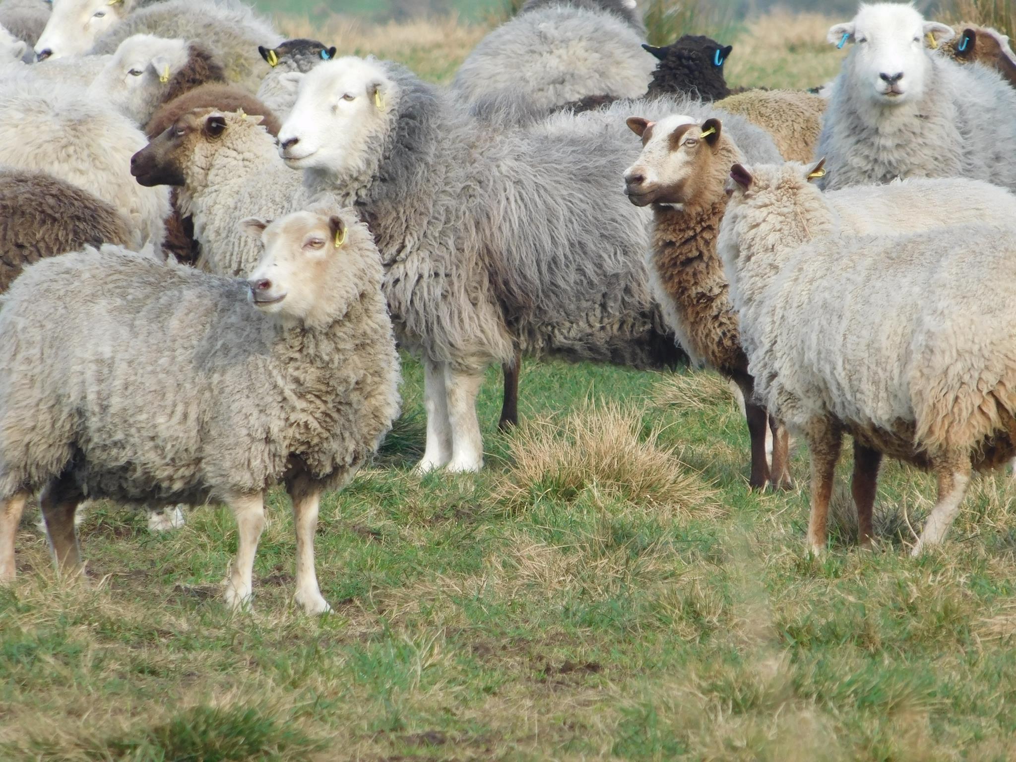 Powdermill Flock image 3