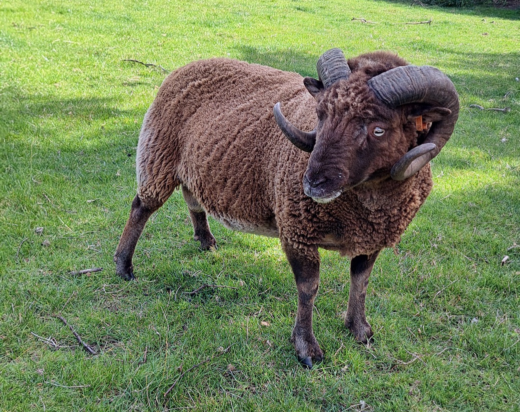 Tup for Sale
