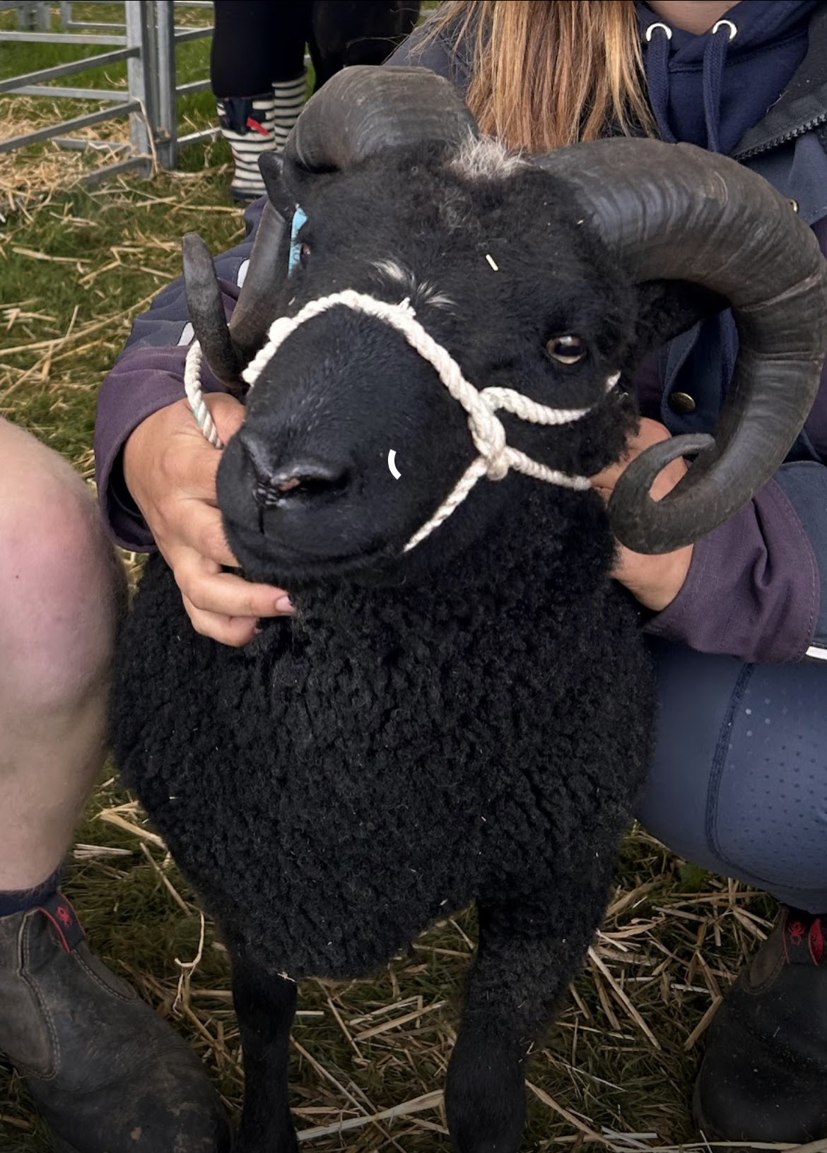 Tup For Sale Gale Farm Stripe