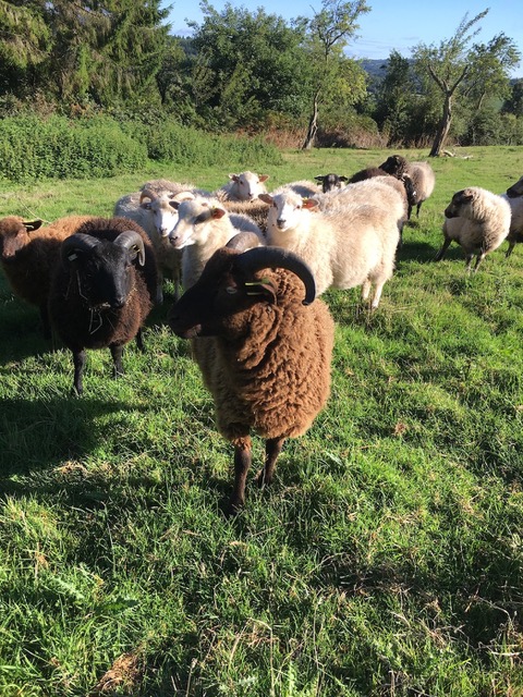 COLOURFUL SHETLANDS!