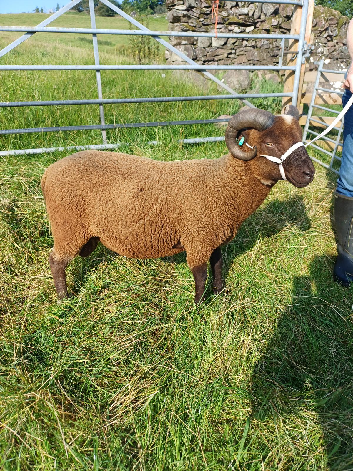 Newhall Shetland Sheep - Tups for sale
