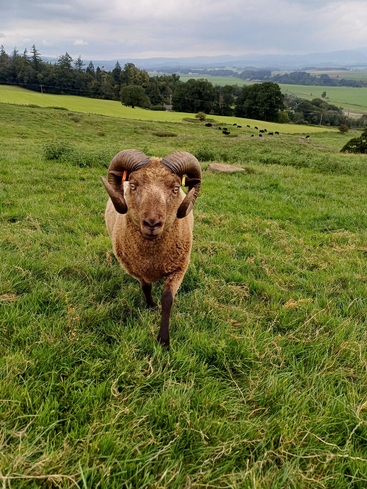 Newhall Shetland Sheep - Tups for sale image 2
