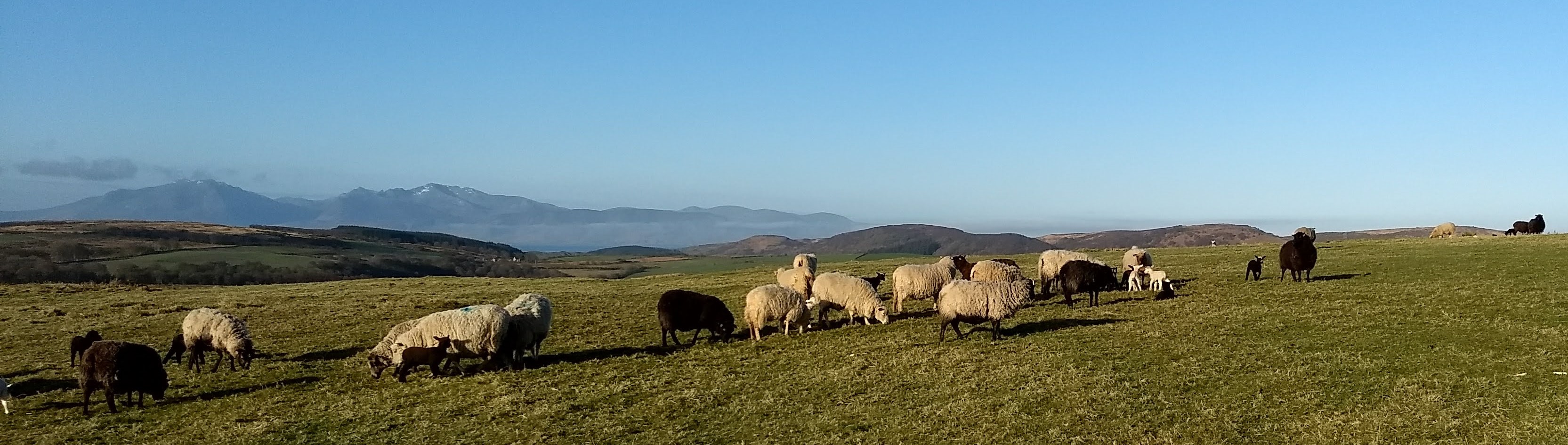 Shetland Hoggets available now