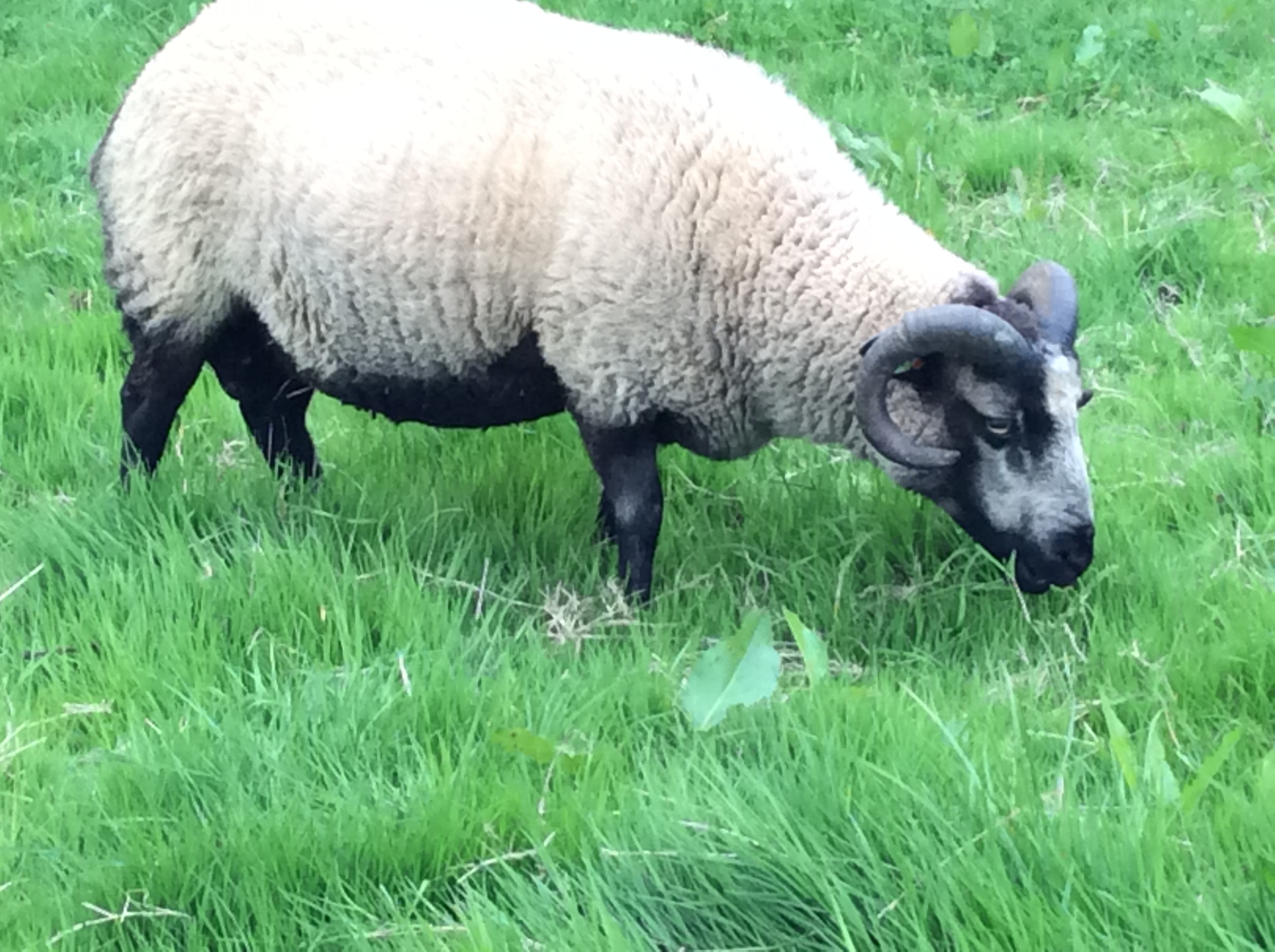Harbourne Shetland Sheep Shetland Sheep Society