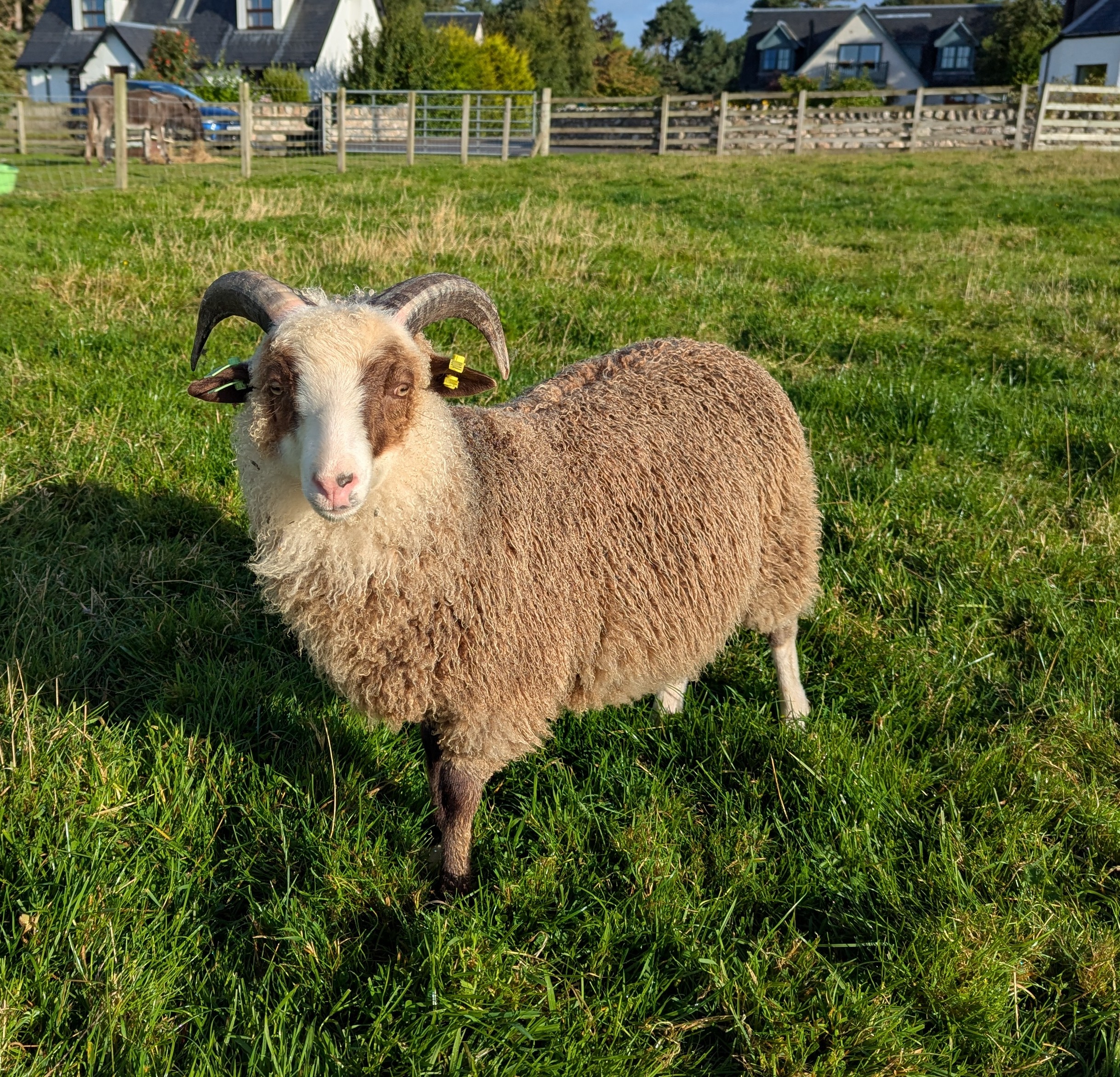 Gerald - handsome tup lamb for sale