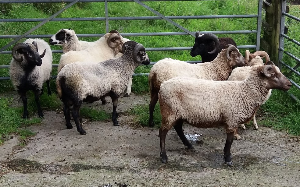 Yearling ewes and rams for sale image 1