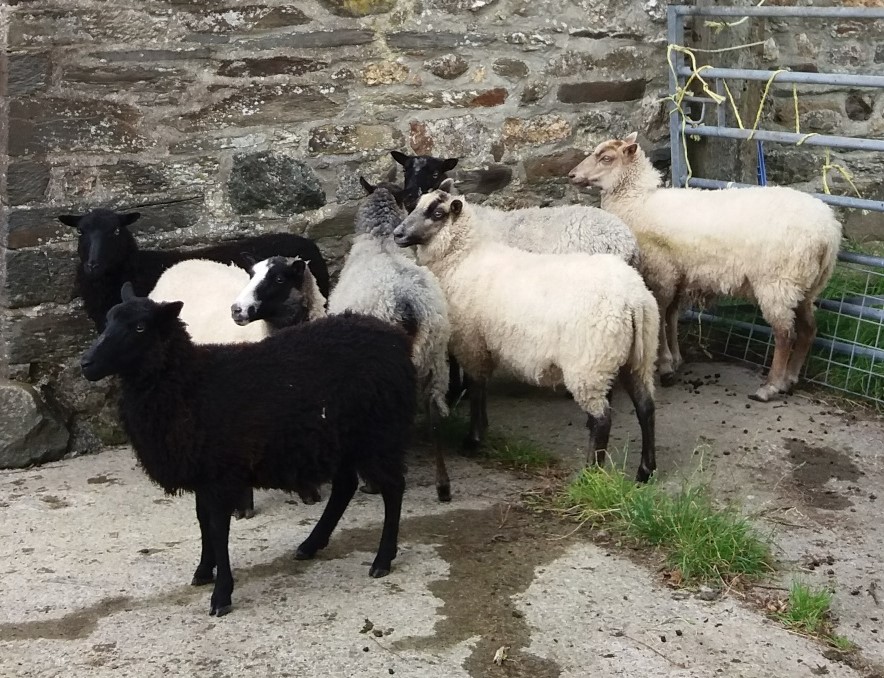 Yearling ewes and rams for sale image 2