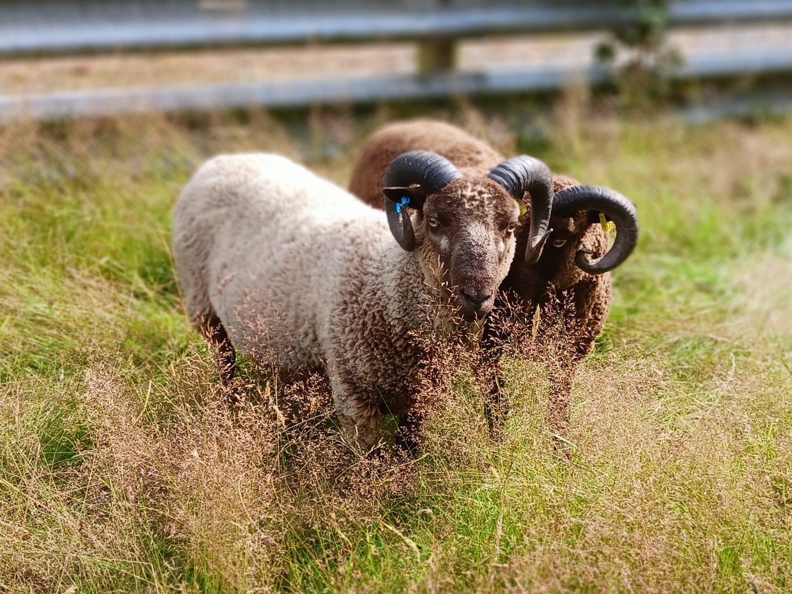 Two registered Tups, SouthWest Scotland near Ayrshire border