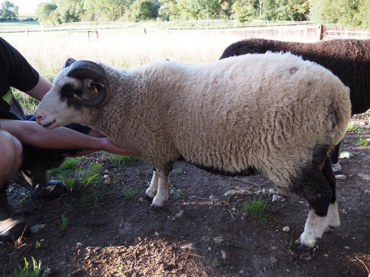 Abacus Gladstone shearling ram for sale image 1