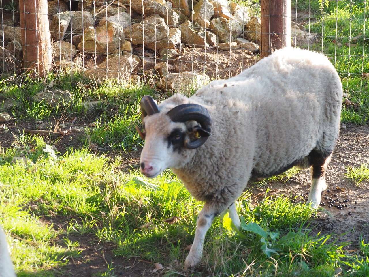 Abacus Gladstone shearling ram for sale image 2