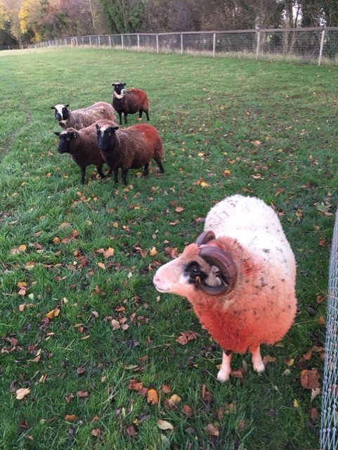 Abacus Gladstone shearling ram for sale image 3