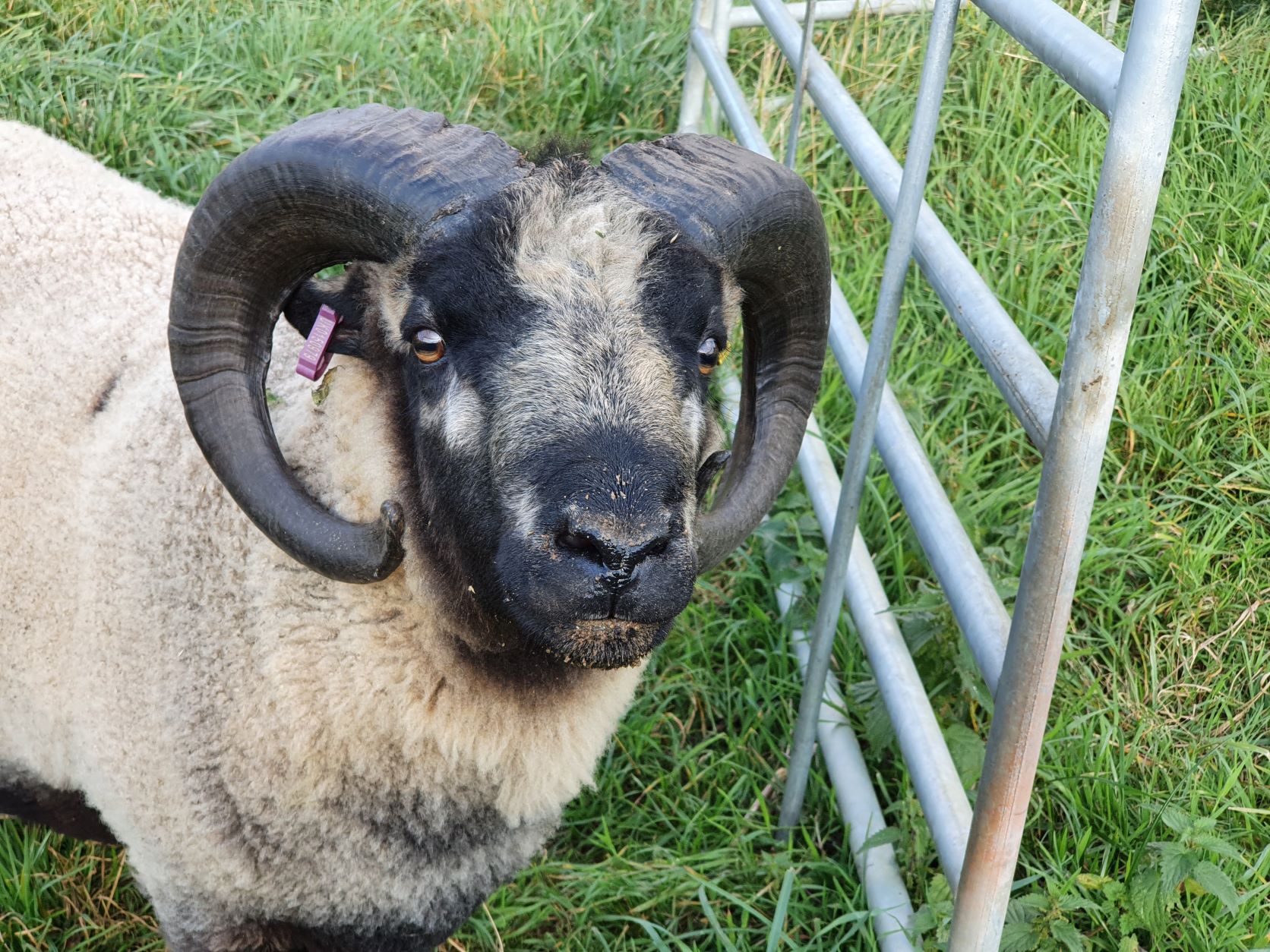Spa Lodge pedigree shearling rams for sale image 1