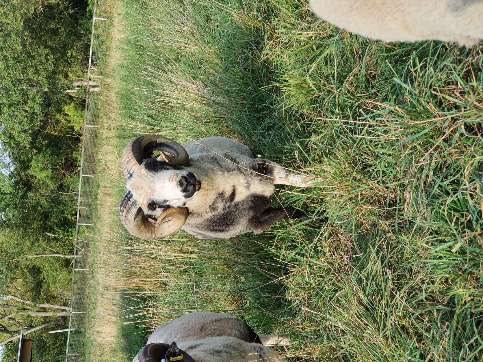 Spa Lodge pedigree shearling rams for sale image 2