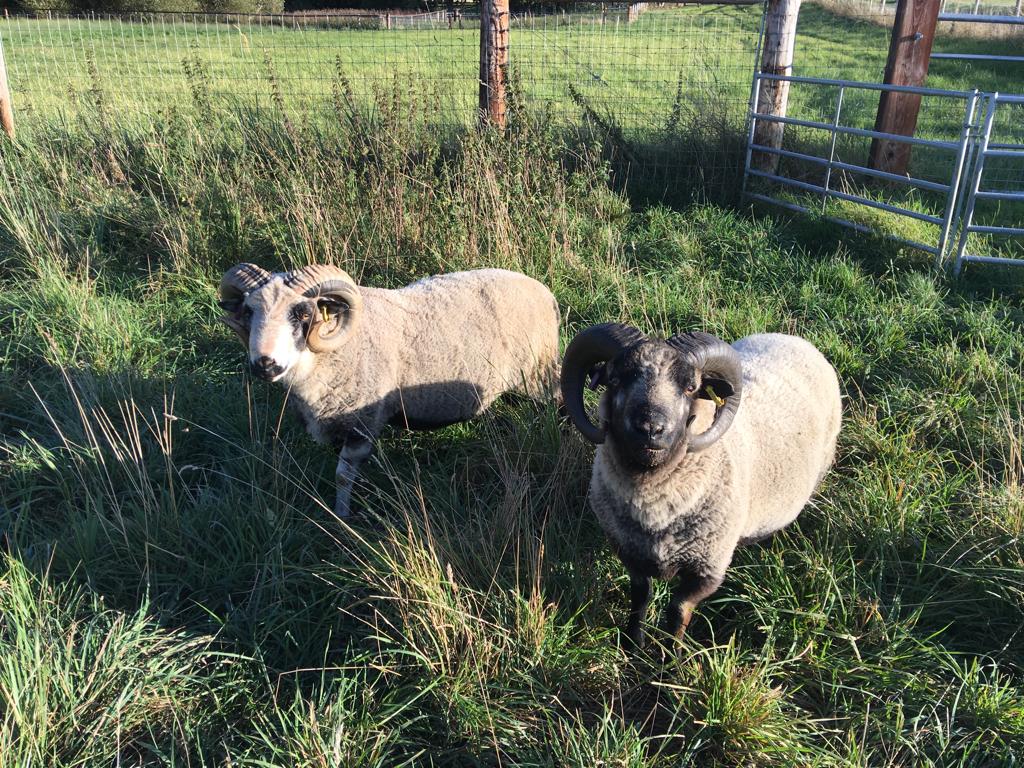 Spa Lodge pedigree shearling rams for sale image 3