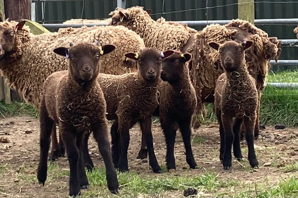 BRAE FLOCK -  Registered stock for sale image 2