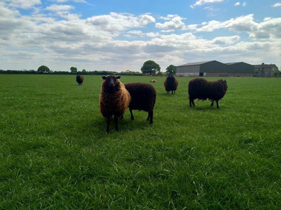 Gimmer Shearlings for Sale image 1