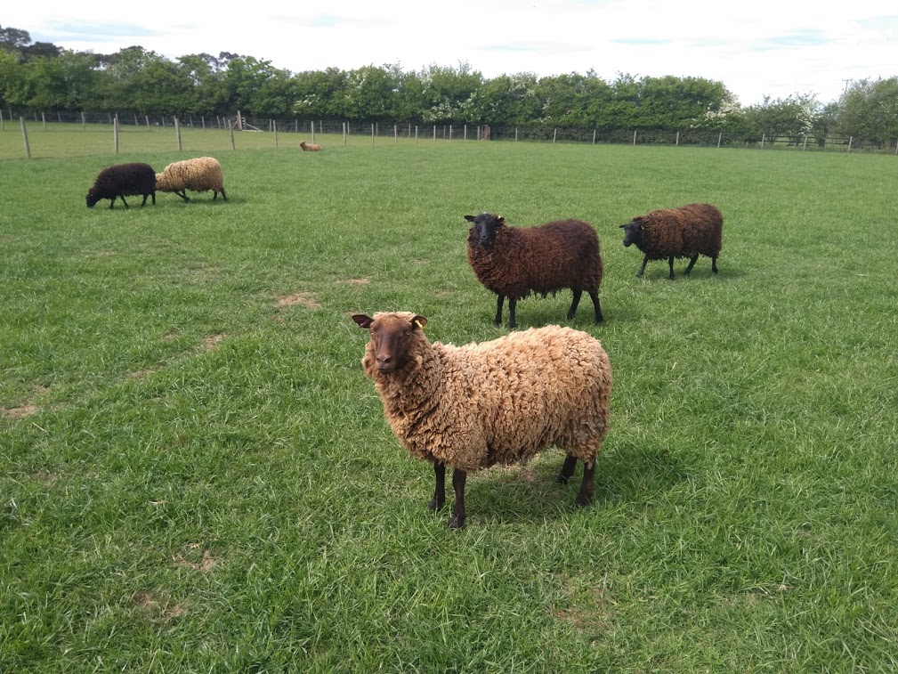 Gimmer Shearlings for Sale image 2