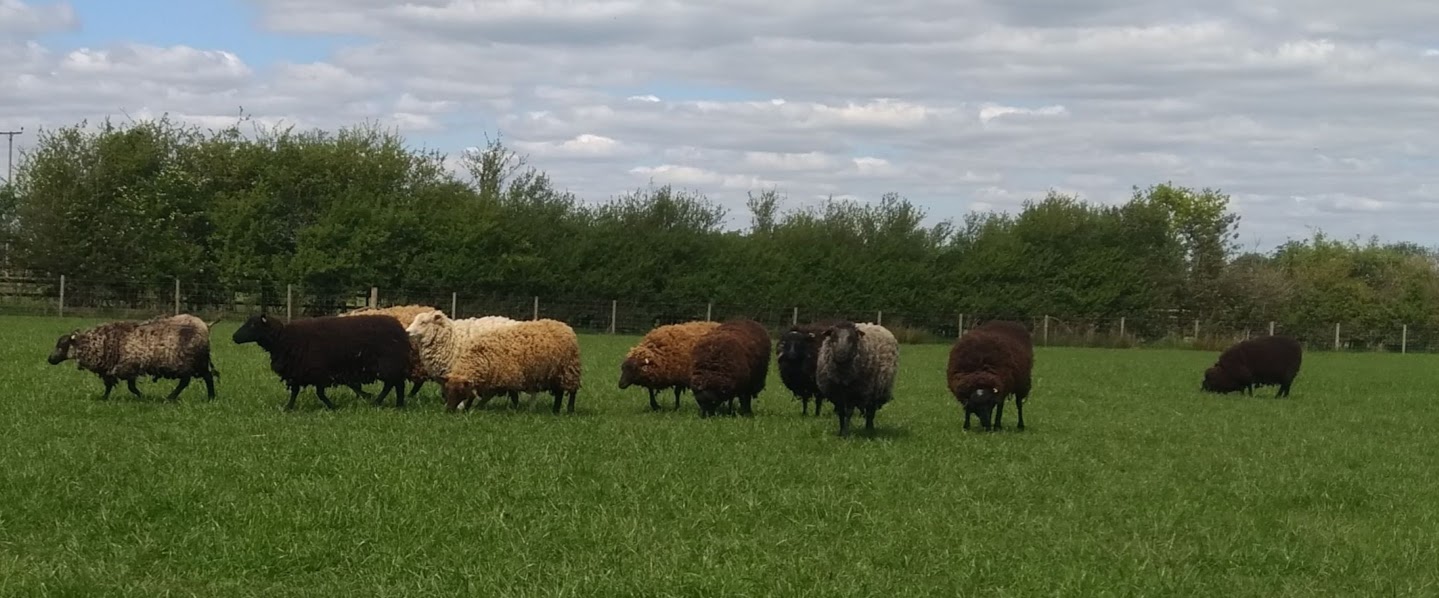 Gimmer Shearlings for Sale image 3