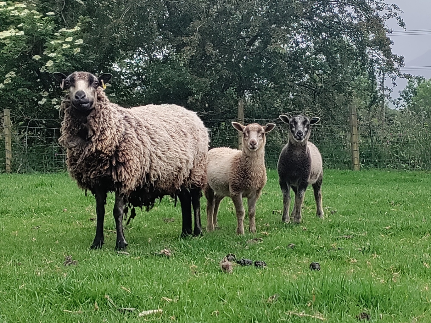 Derwent Flock