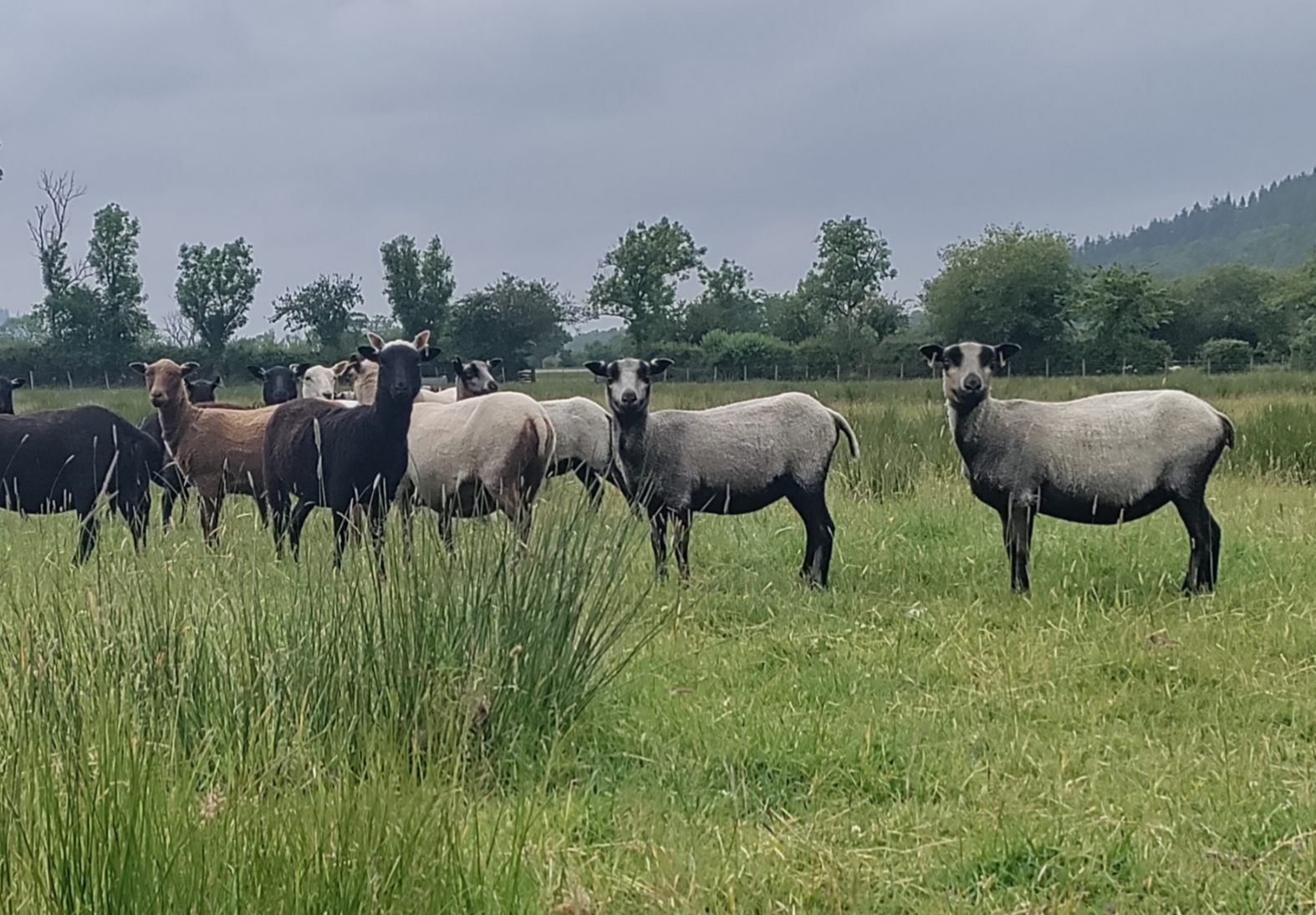 Derwent Flock image 2