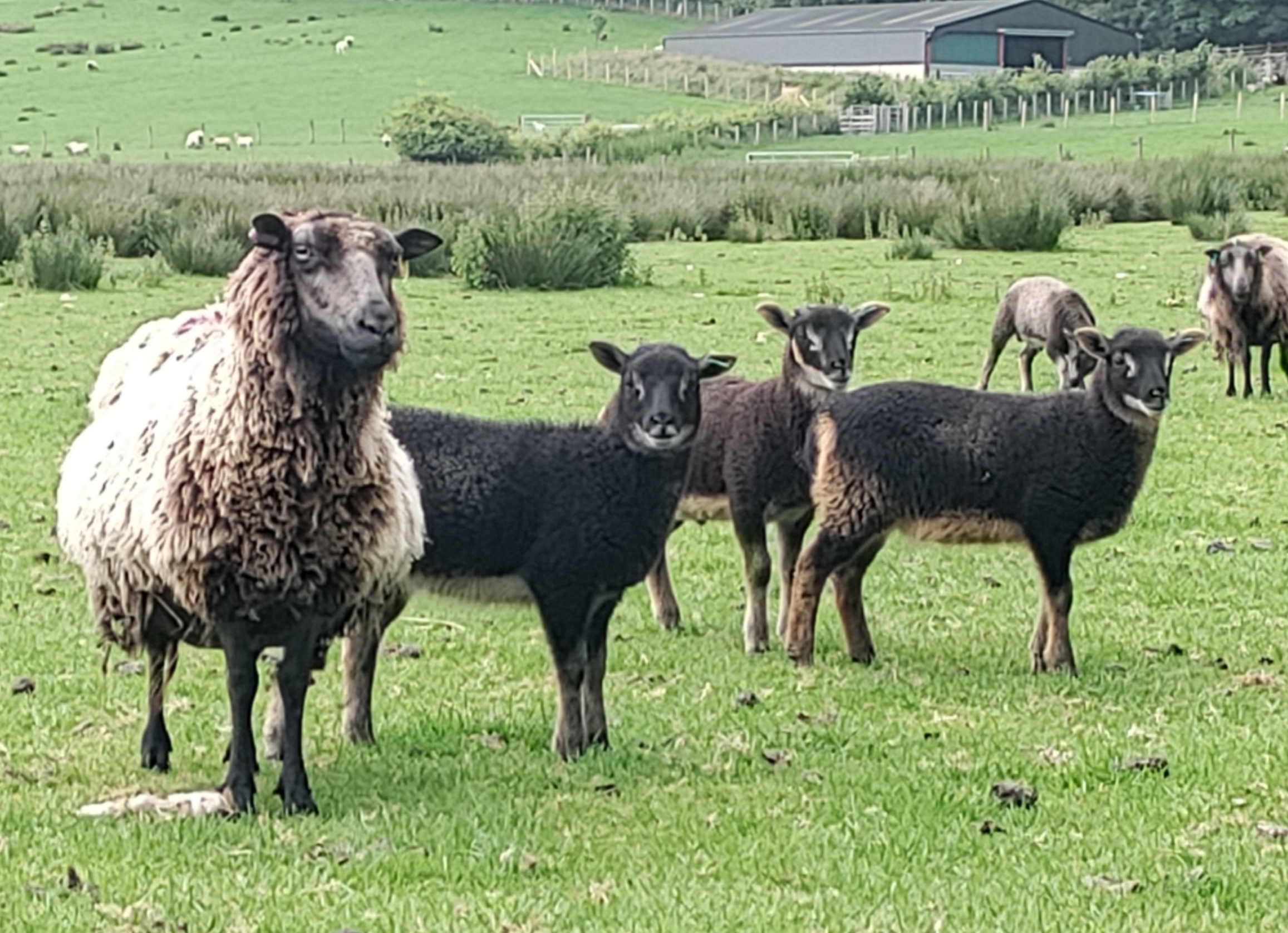 Derwent Flock image 3