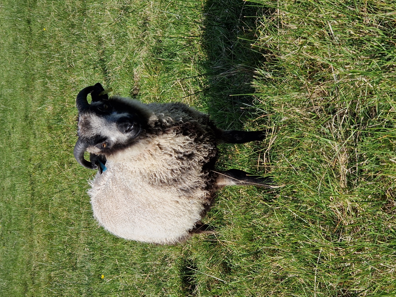 Tup lamb for sale in the West Highlands