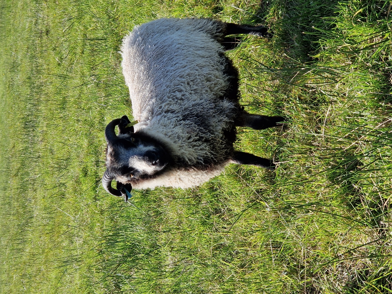 Tup lamb for sale in the West Highlands image 2