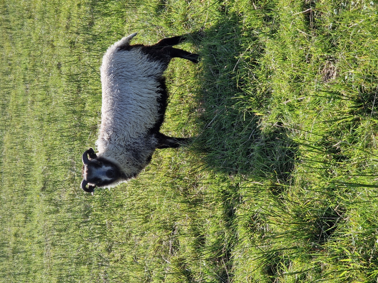 Tup lamb for sale in the West Highlands image 3