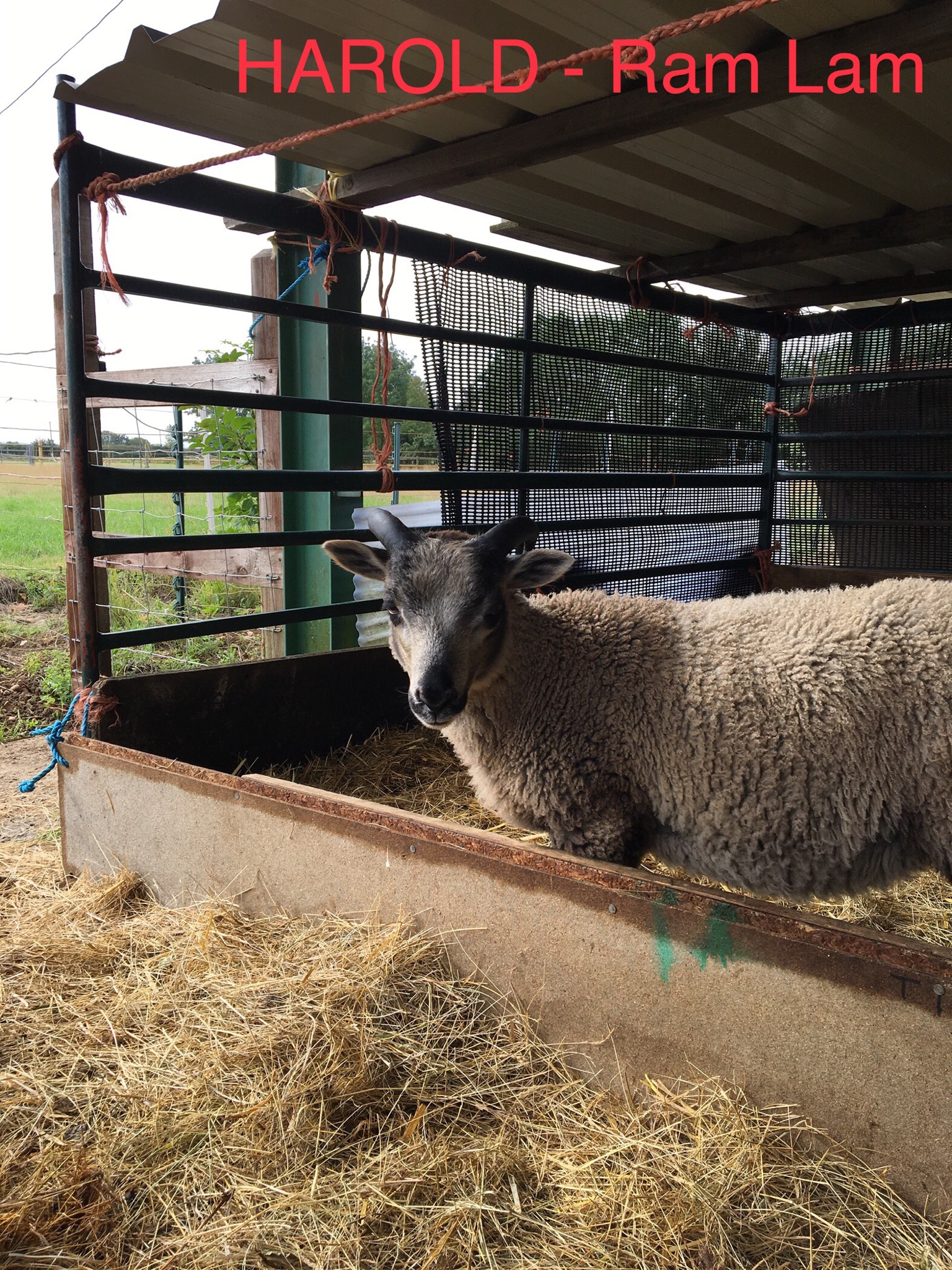2 LAMB RAMS FOR SALE