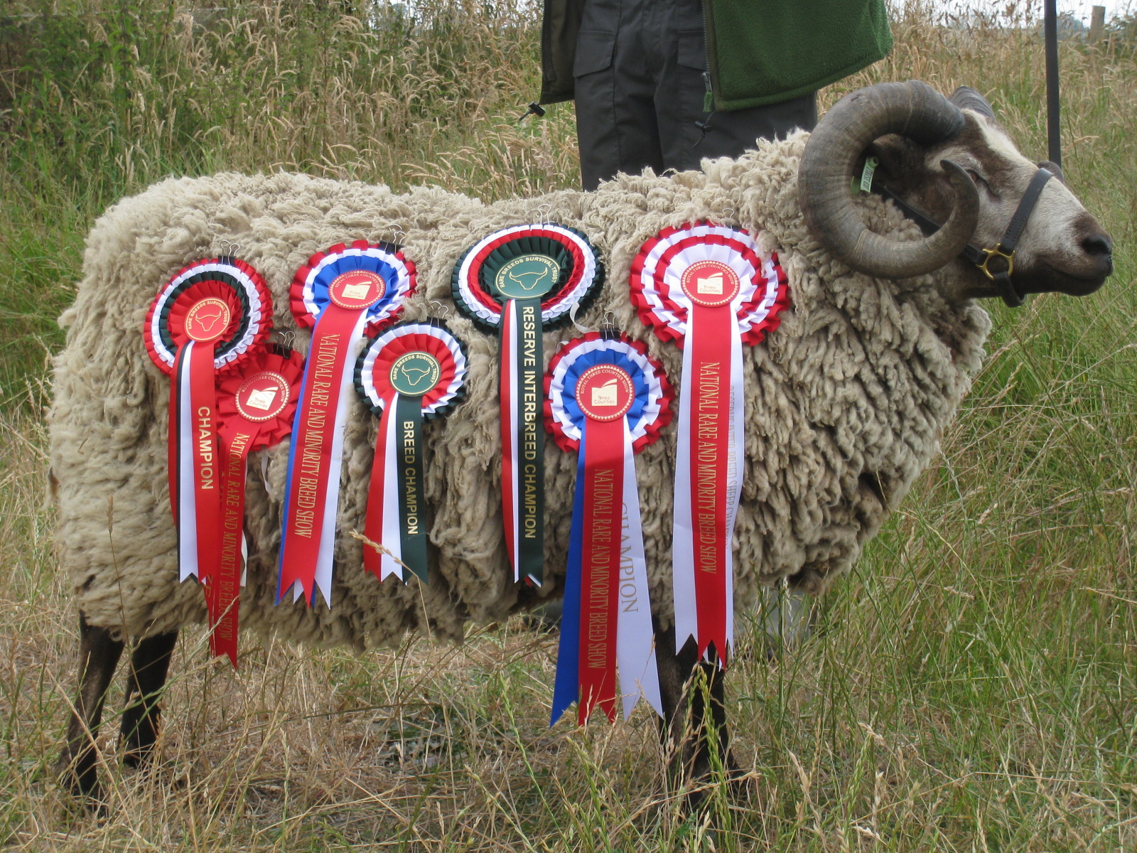 Uping Down Shetlands - Ram Lambs image 1